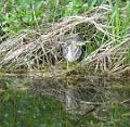 groene reiger